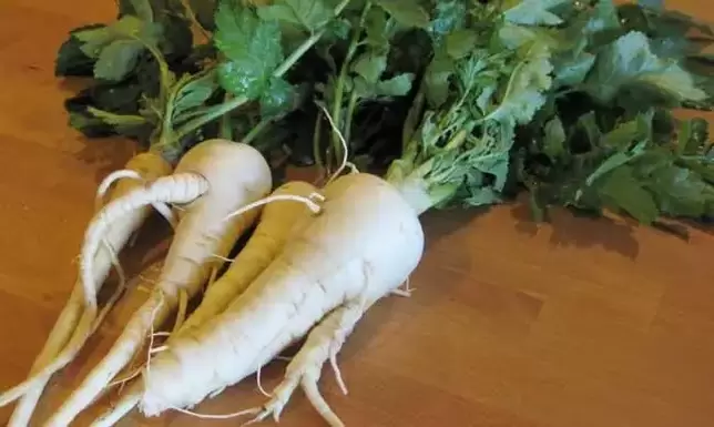 Using parsnip root as a spice can increase its effectiveness